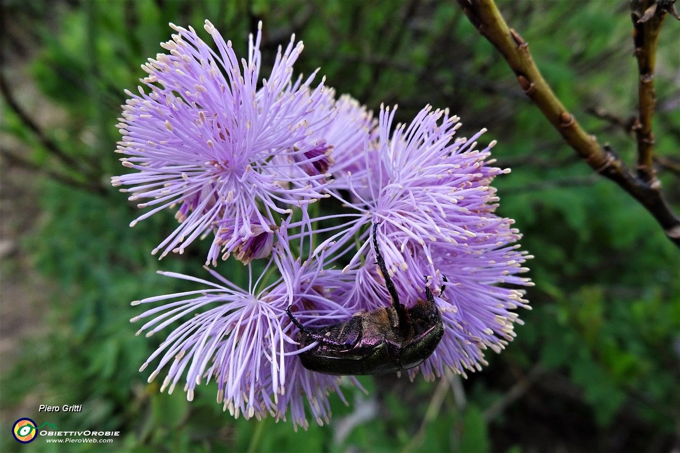 24 Fiore con maggiolino.JPG